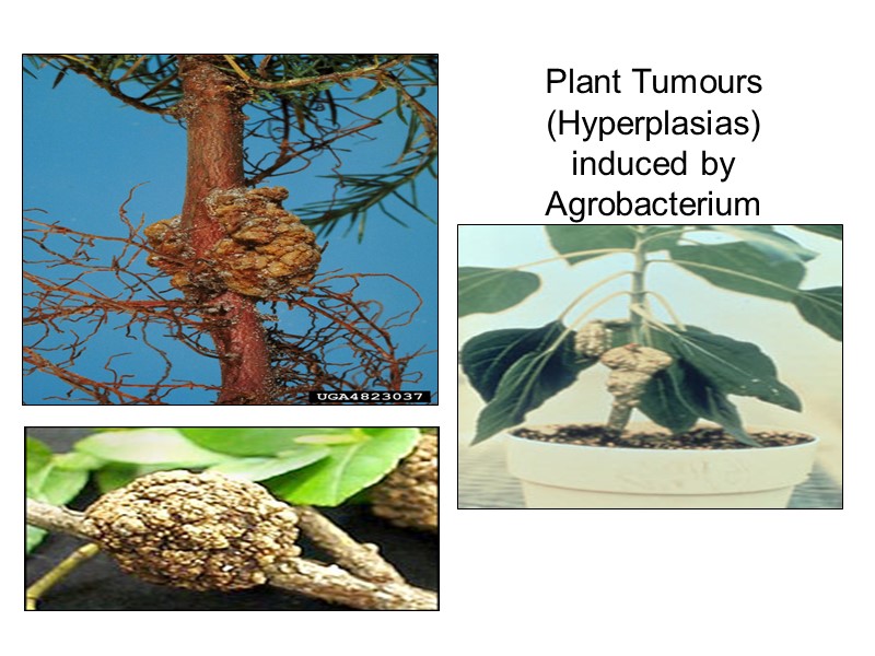 Plant Tumours (Hyperplasias) induced by Agrobacterium